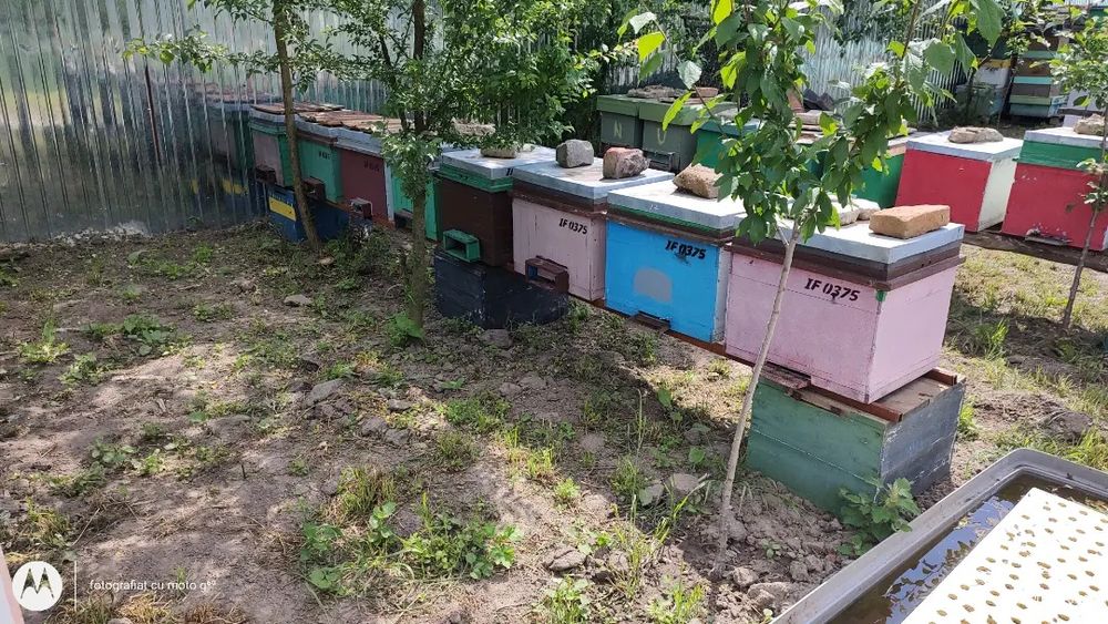 Producător vând miere de albine.