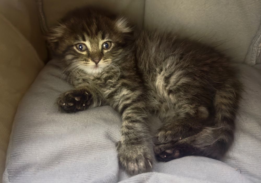 Котенок вислоухий