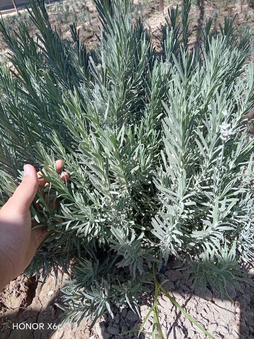 Lavanda gullari mavjud