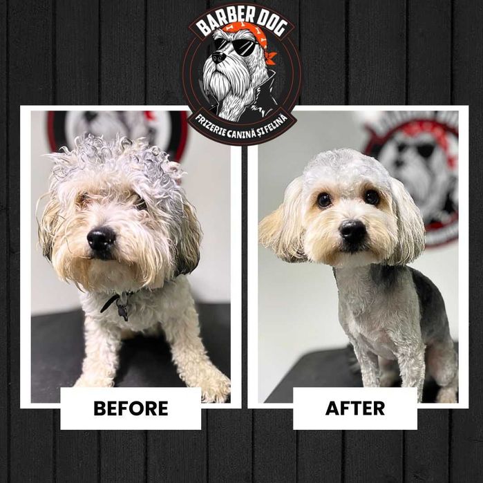 Frizerie Canina si Felina la domiciliu Bucuresti/Ilfov