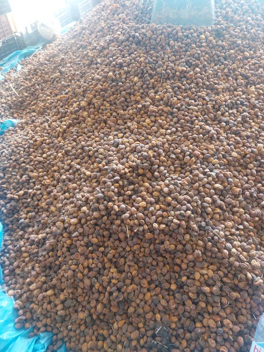 Коки ориклар хар хил