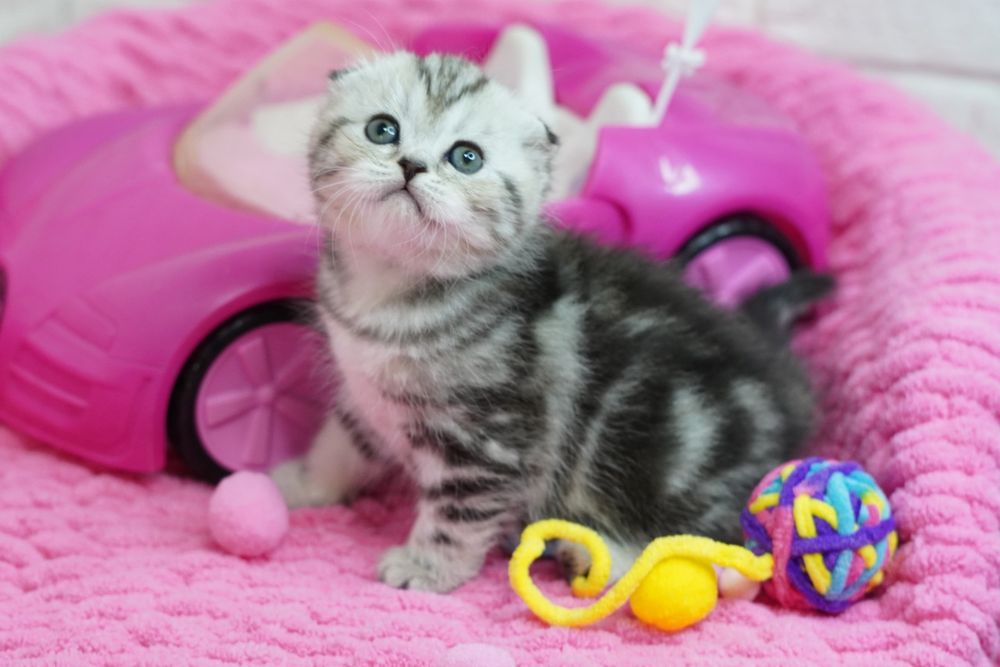 Вислоухие котята