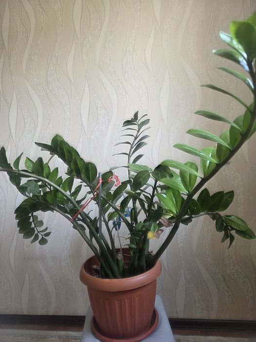 Доллар продам срочна