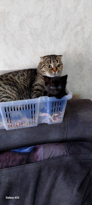 Продаём  котенка