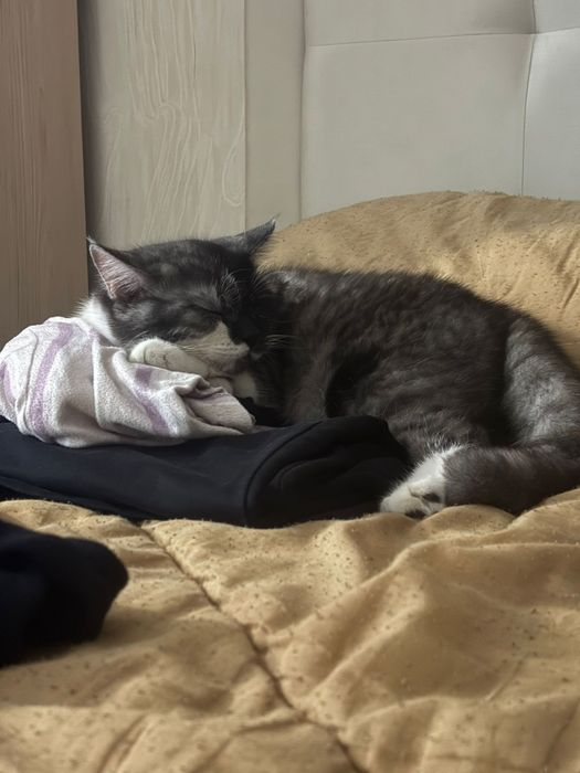 Срочно отдам кошку