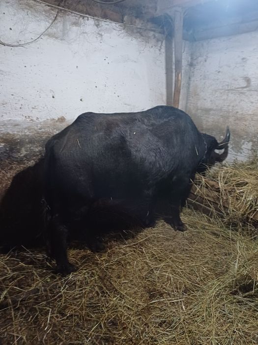 Vand Bivolită bună de lapte