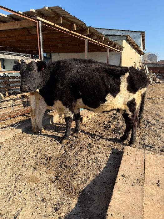 Бузаулы сиыр сатылады