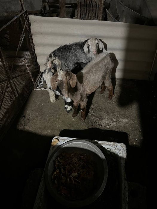 Echki ona bola takacha sotiladi