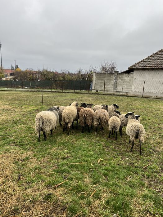 Oi Romanov de vanzare