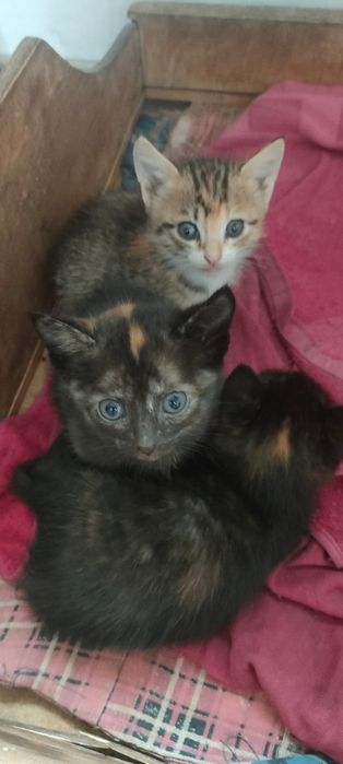 Продам котят  в хорошие руки