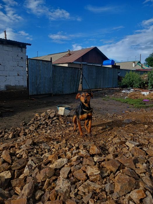 ягдтерьер собака