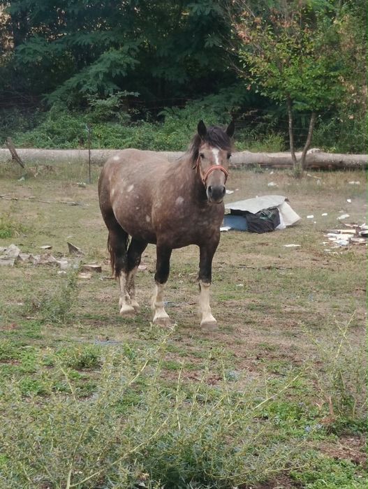 Vand manze semigreu românesc