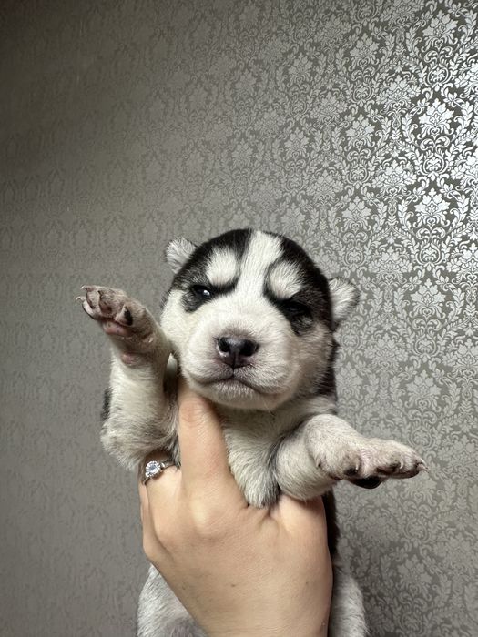 Щенки сибирского хаски