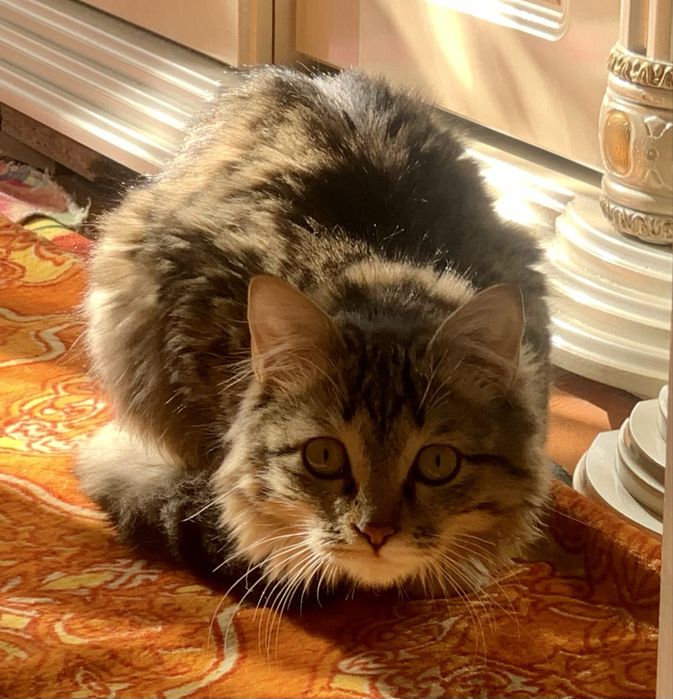 Красивая пушистая кошечка (Стерилизована)!