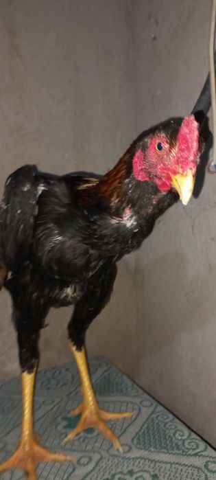 Дакан джужик месяц май