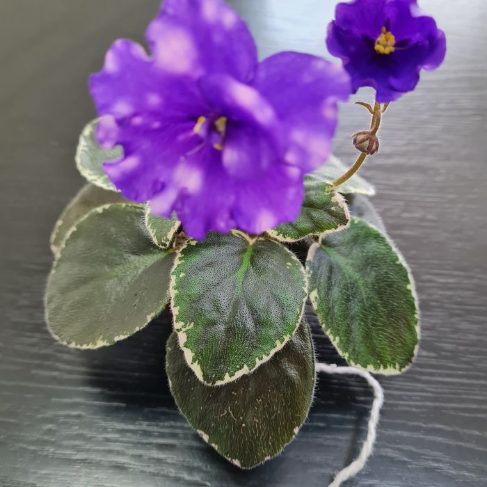 Продам взрослые сортовые фиалки