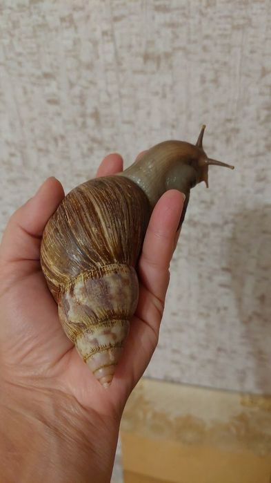 Продажа улитки Ахатины