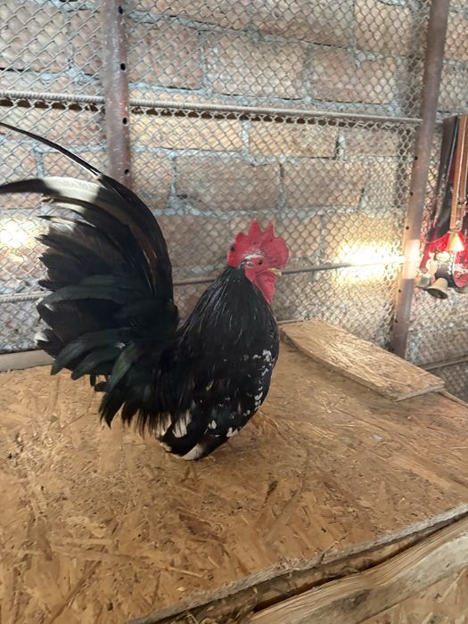 De vanzare oua de incubat chaboo si australorp splash