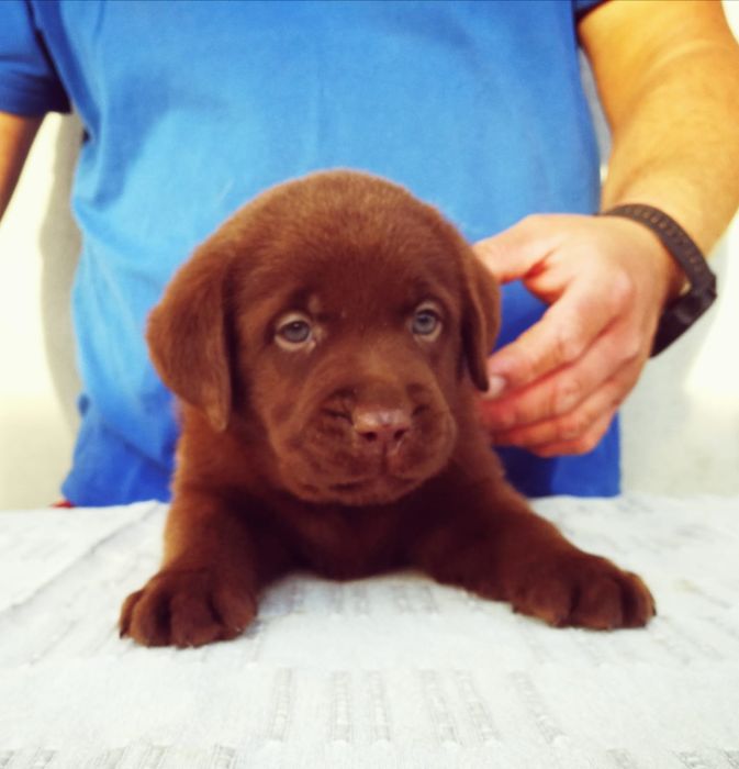 Pui Labrador Retriever cu pedigree tip A