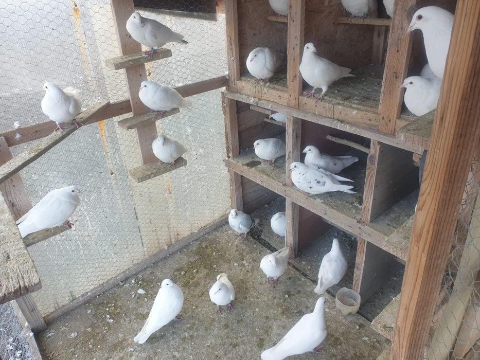 Porumbei albi voiajori si infoiati