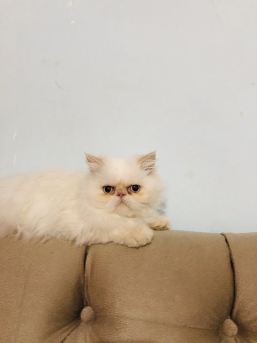 Парода экзот мальчик