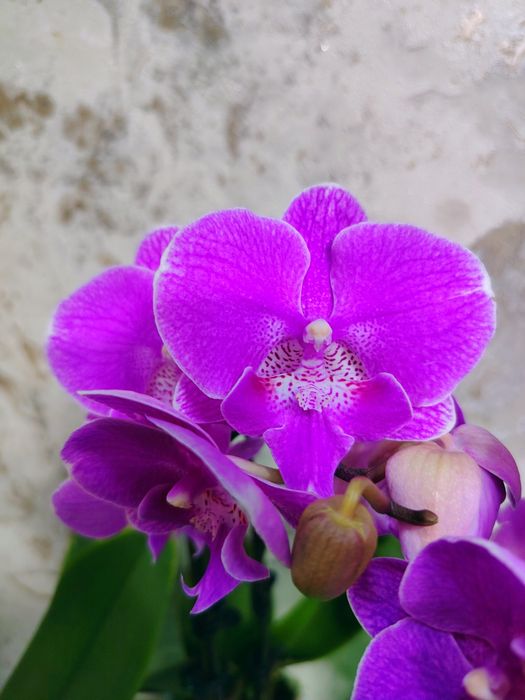 Орхидеи   Азиаты