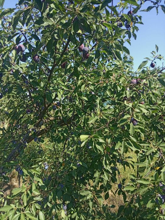 Prune pentru țuică
