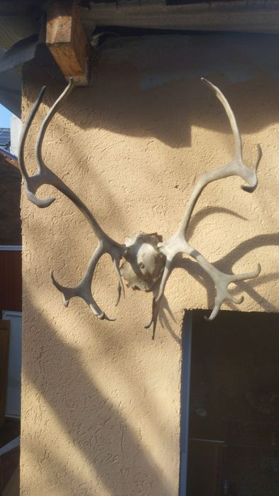 Vand 2 trofee cu coarne de ren f.rare.Vedeti cele 6 poze atasate  la anunt