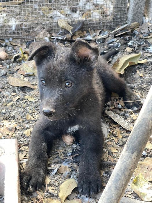 Продам щенков 1,5 месячных