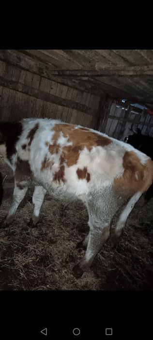 2 viței și o junincă