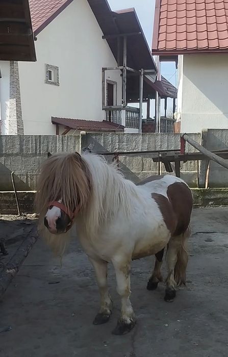 Vând ponei armasar