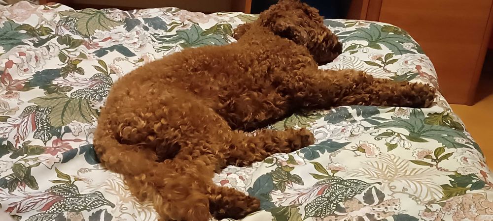 Грууминг в домашни условия