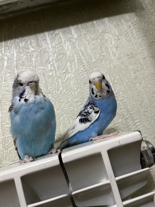 Папугай птицы.