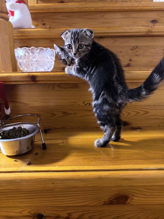 Девочка вислоушка