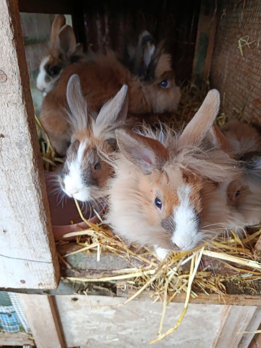 Vand iepurasi cap de leu