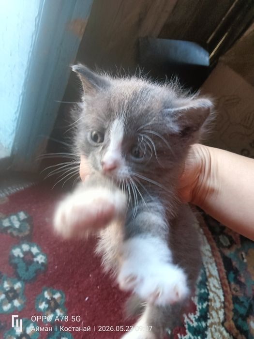 Котята 3 мальчика 1 девочка