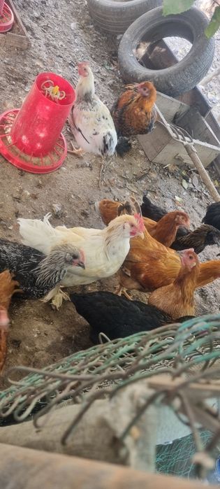 Продам четырехмесячных курочек и петушков