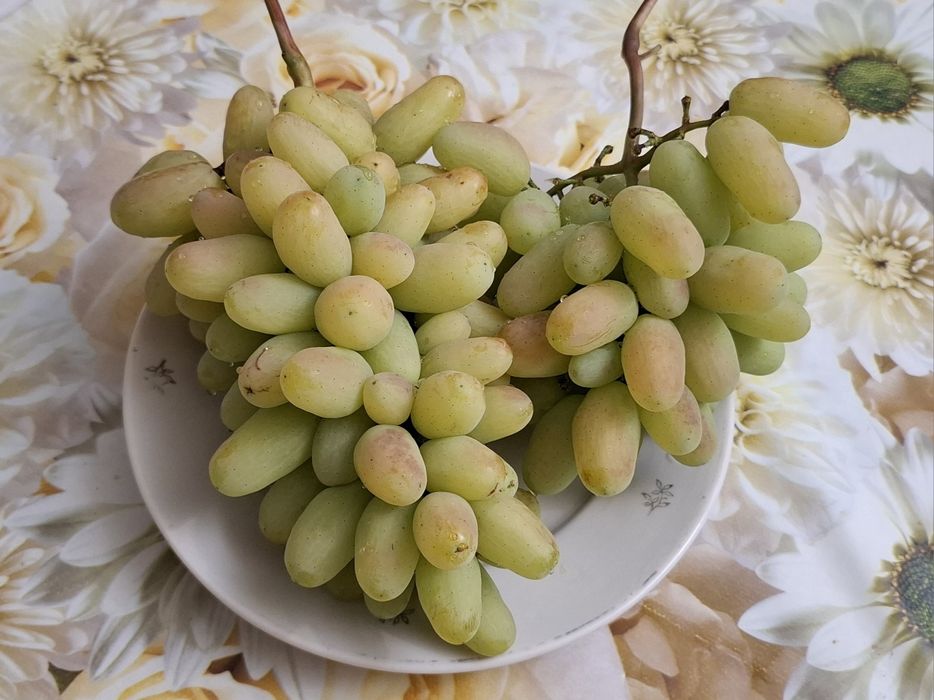 Саженцы винограда