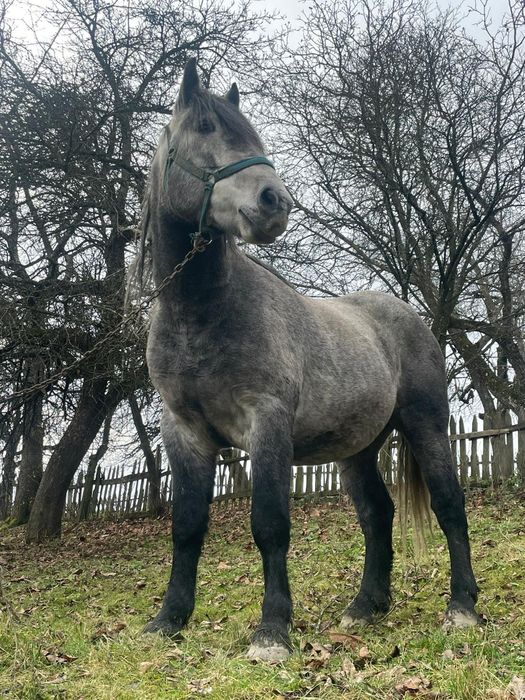 Vând cal    caii       !