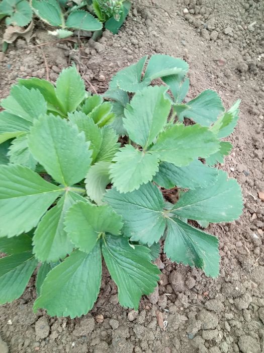 Продам рассаду КЛУБНИКА