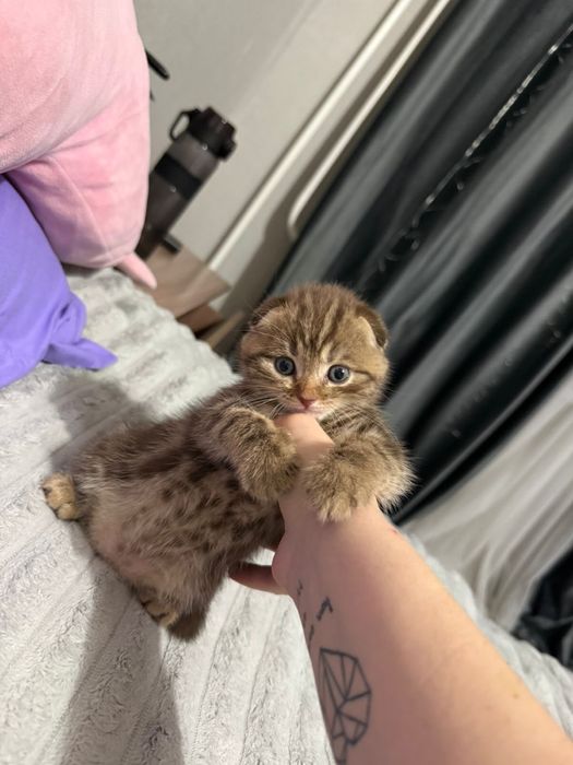 Вислаухая шотланка