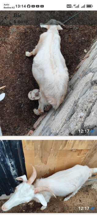 Продам коз две девочки
