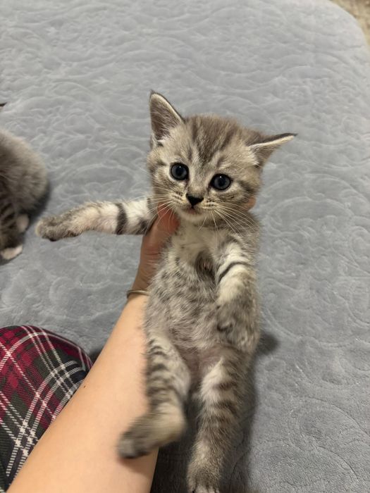 Скоттиш страйт котята