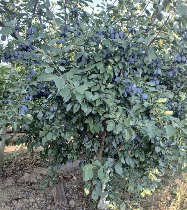 Prune Stanley  și D’Agen  de vânzare, direct din livadă 0744902191