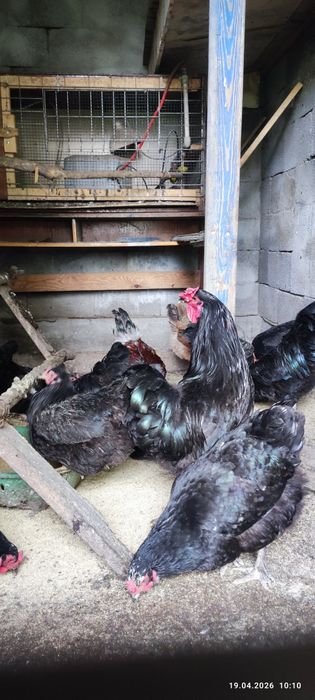 Продам или обменяю петухов