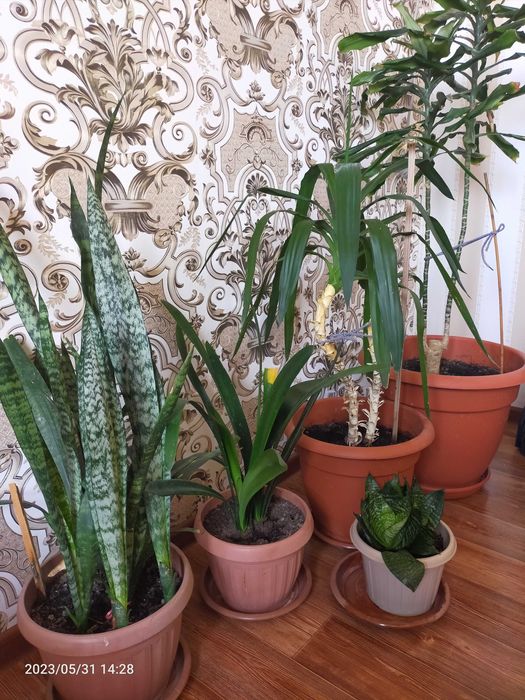 Комнатные цветы продам