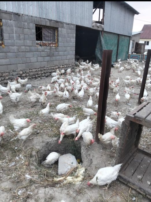 Продам курей несушек
