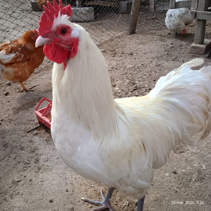 Vând cocoș Australorp
