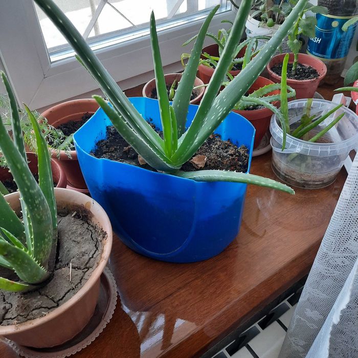 Алоэ  Вера в горшке