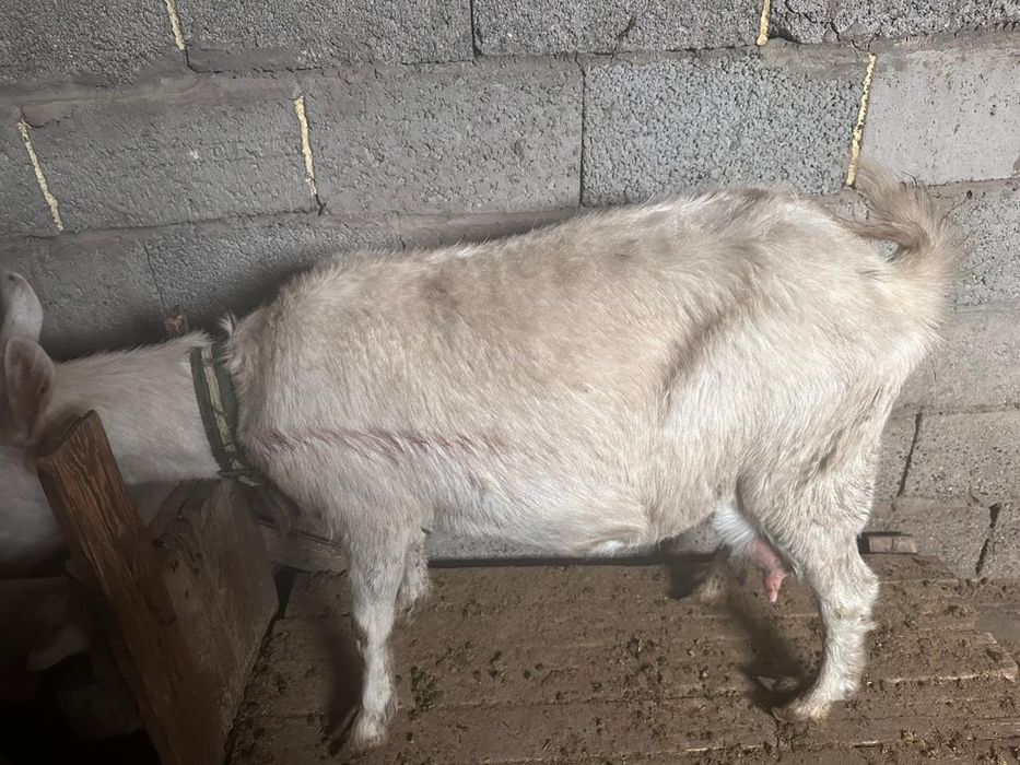 Орыс ешкі сатылады